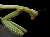Praying Mantis